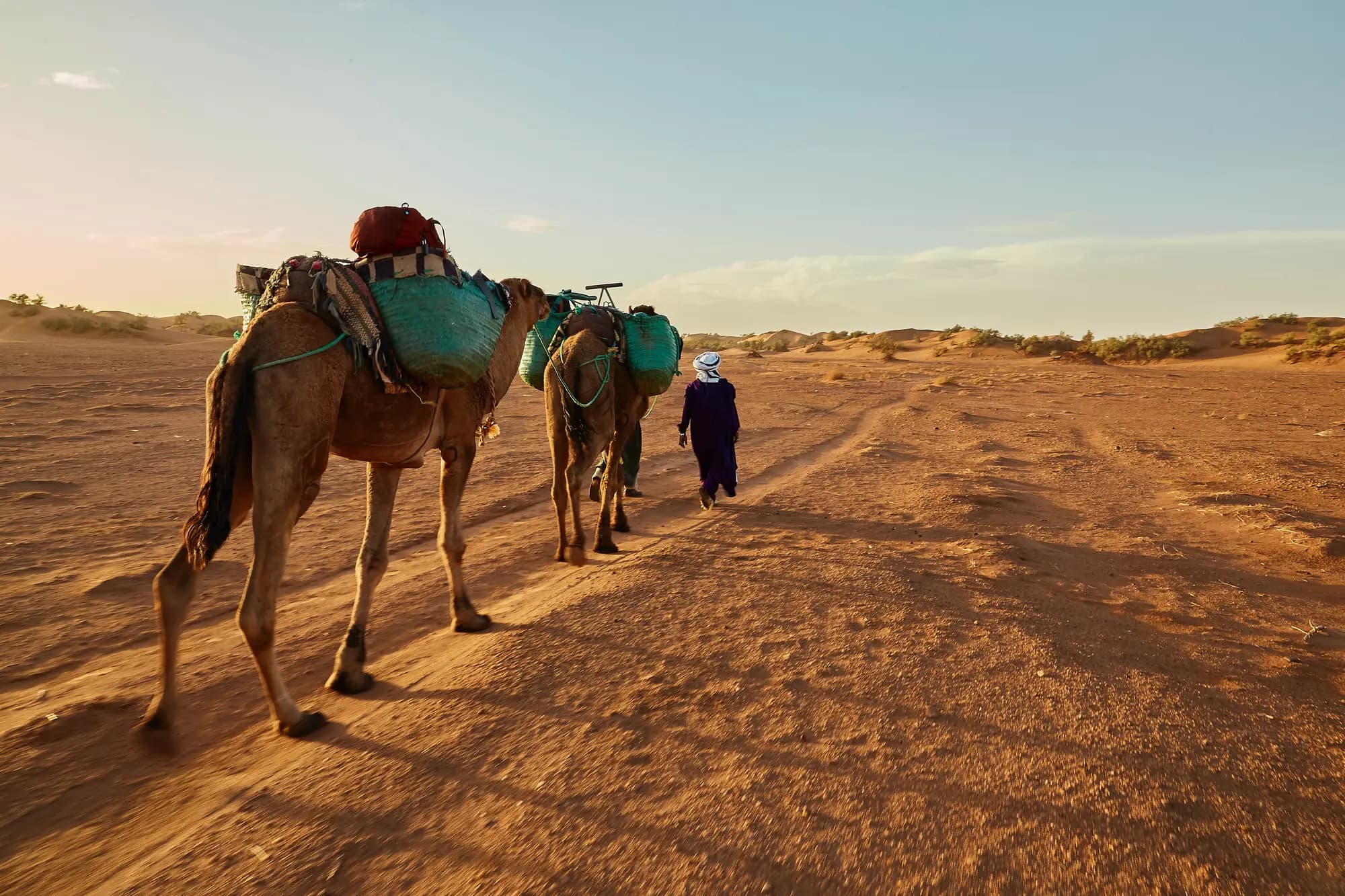 A guide leading a loaded camel caravan across the Sahara dunes at golden hour, Morocco